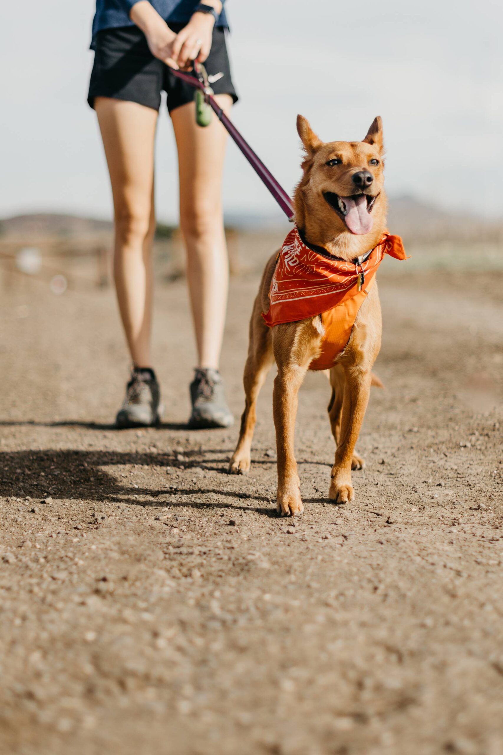 Sierra on 66 A happy brown dog in an orange bandana on a leash, standing with its owner on a dirt path.